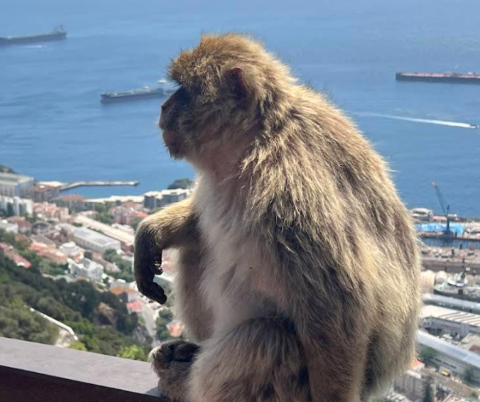 Dizajn bez naslova – 2026-02-02T055141.872(1)